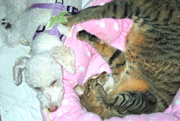 a little cat plays with a white dog